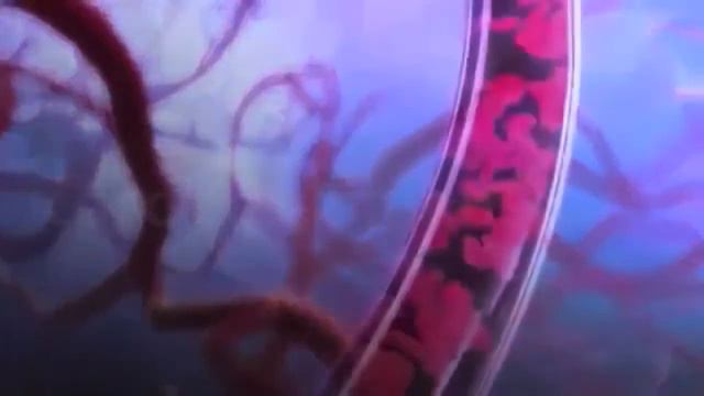 Кордицепс ТЯНЬШИ. Энергия и долголетие