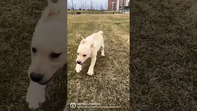 Уши идут на взлёт🤣 #dog #щенкилабрадора #labrador