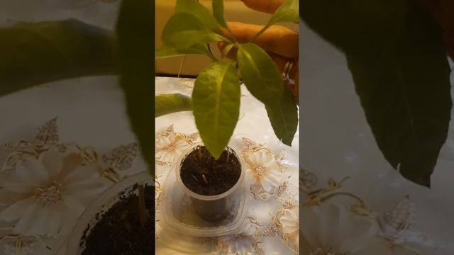 Джинура Прокумбенс смотреть онлайн