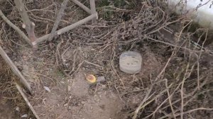 Переезд кур и цыплят из летнего в зимний курятник-теплицу