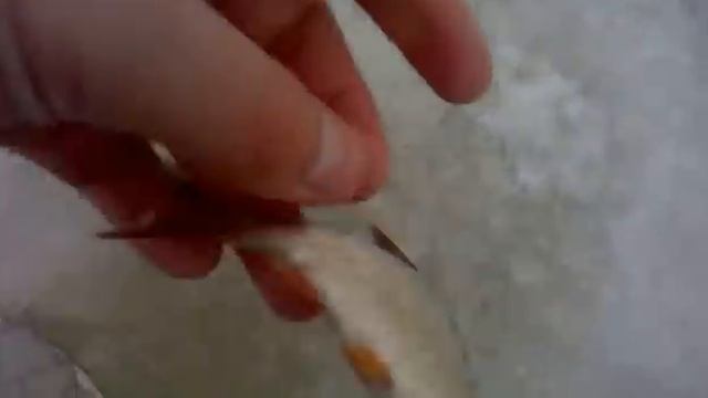 Ловля плотвы на косынку зимой смотреть онлайн