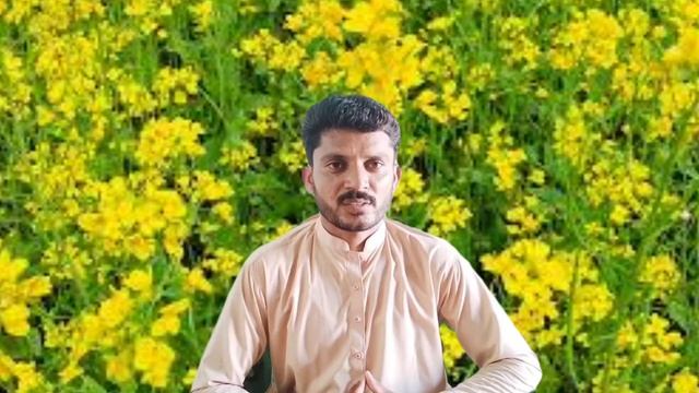 Best mustard seed sowing time|sarson kinola ki cast ka Sahi waqt |Jutt Agri tips смотреть онлайн