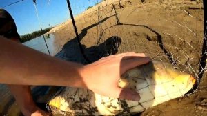 ДИКИЕ САЗАНЫ БЬЮТ РЕКОРДЫ!!! Рыбалка на Ахтубе Лето 2021