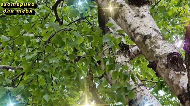 Только один верный знак укажет на настоящую ведьму. Как распознать. Знаки ведьм: что важно знать