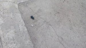 Что это за жук? Крупное насекомое