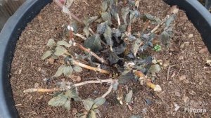 ЗИМОВКА КРУПНОЛИСТНОЙ ГОРТЕНЗИИ В ПАРНИКЕ!!! И НЕ ТОЛЬКО.