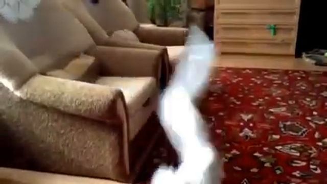 АНГОРСКАЯ КОШКА И МАЛЬТИЙСКАЯ БОЛОНКА, ЖИВУТ КАК КОШКА С СОБАКОЙ, смотреть онлайн