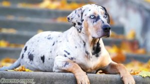 ➤ Лучшие сторожевые собаки для охраны дома ➤ СОБАКИ ДЛЯ ОХРАНЫ ➤ ЛУЧШИЕ СОБАКИ ДЛЯ ЗАЩИТЫ