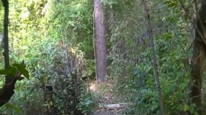 Ловля певчих птиц,московка