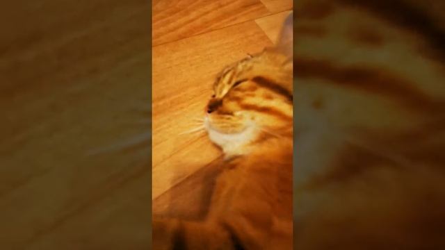 Британский кот. Британская шиншилла. Мраморный - золотой британец