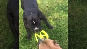 Panther vs Puma.Пантера против Пумы