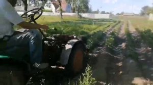 Больше НЕ Надо Полоть Руками! Самодельные Ежи для Прополки Картофеля