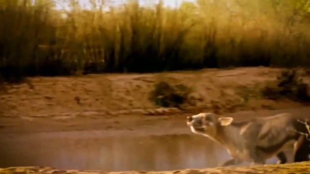 Это интересно! В древности киты обитали на суше смотреть онлайн