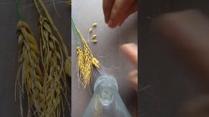 колоски из холодного фарфора