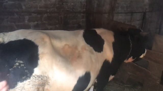 Как правильно давать мел телятам бычкам смотреть онлайн