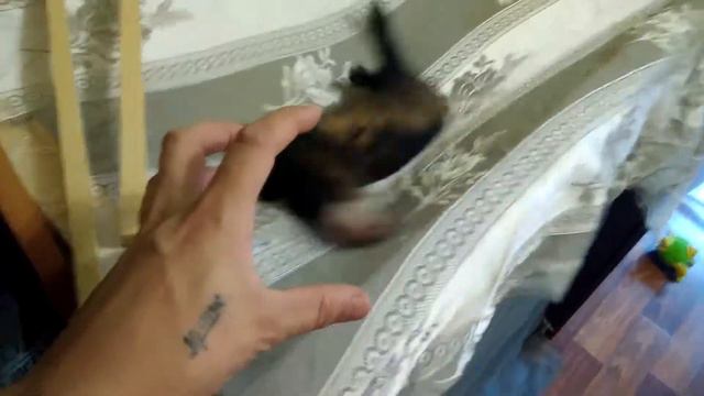 Хорёк в бешенстве смотреть онлайн