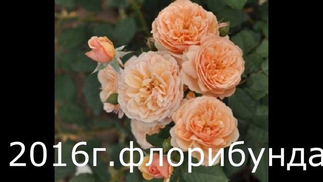РОЗЫ-НОВИНКИ в питомнике Нью-Джерси.
