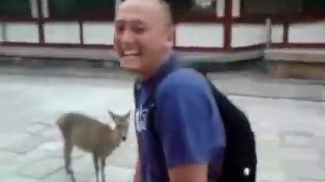 Вежливый олень приветствует прохожих смотреть онлайн