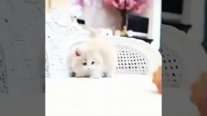 Как говорят животные