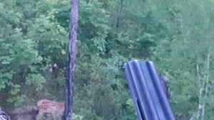 Выход матки Изюбря на солонец.