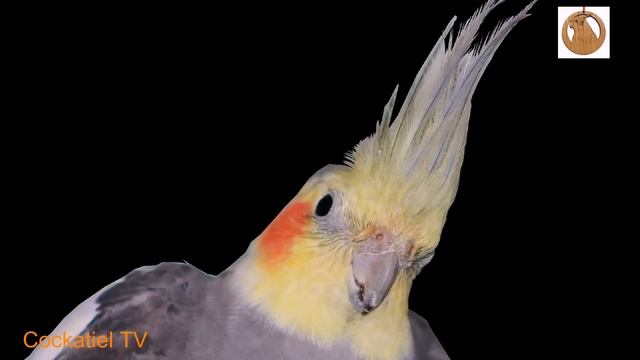 Обучение кореллы напевать звук сигнализации. Teaching Cockatiel Sing Car Alarm.