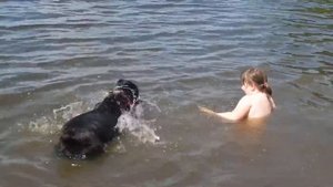 Кане-корсо и дети, кане корсо играет с ребёнком