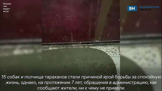 15 собак и полчища тараканов во Владимире стали причиной ярой борьбы