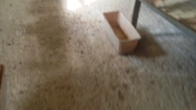 Как избавиться от мух. Средство от мух Агита! смотреть онлайн