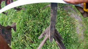 Трактор Т-25 второе окучивание картофеля.