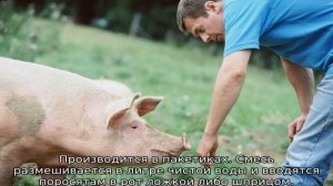 Понос у поросят — чем лечить в домашних условиях