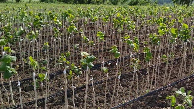 Фундук привитый на медвежий орех. Весна. смотреть онлайн