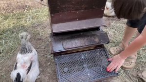 Чтобы кормушка для кур работала долго