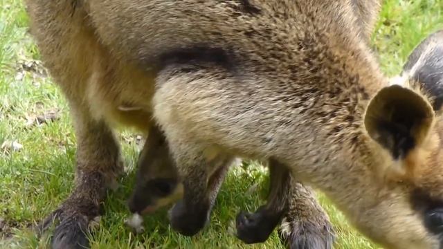Kangaroo Giving Birth Success To Yong Kangaroo смотреть онлайн