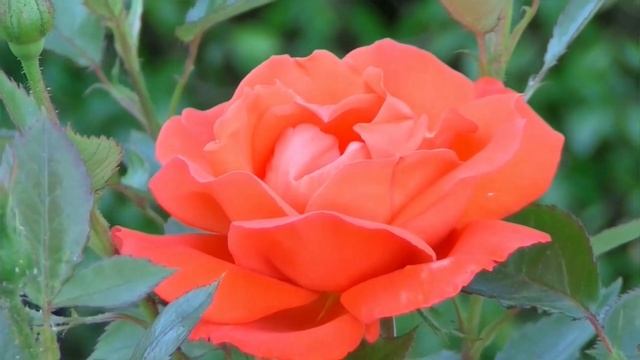 Медитация "Розовые цветы" смотреть онлайн