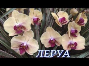 №513/ КАЧЕСТВЕННЫЕ орхидеи в ЛЕРУА МЕРЛЕН  Есть УЦЕНЕННЫЕ орхидеи