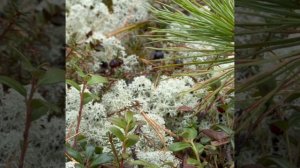 Тайга в июне