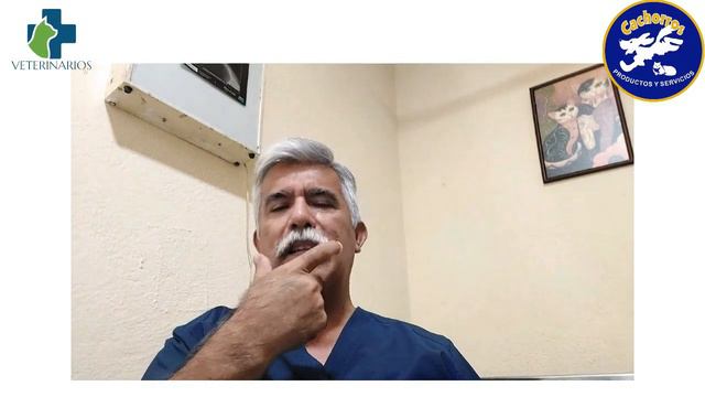 Problemas respiratorios en perros de raza chata. MVZ Eduardo Rosales Cachorros Clínica Veterinaria