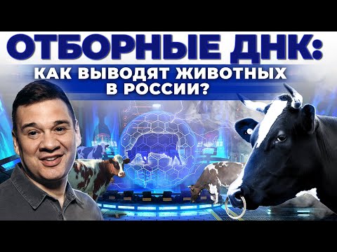 Генетика животных в России | Селекция коровы. Как биология улучшает молоко? | Андрей Даниленко.
