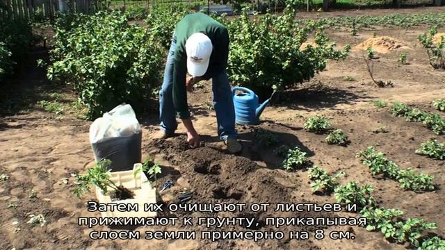 Подвязка томатов по Маслову смотреть онлайн