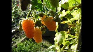 Малина жёлтая. "Золотая Осень" Обзор сорта. #выращиваниемалины, #малина, #всесамисвоимируками.