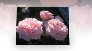 Rose FREDERIC MISTRAL (ФРЕДЕРИК МИСТРАЛЬ роза)