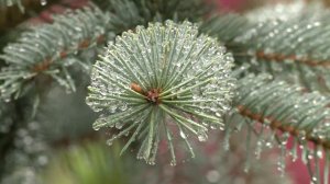 Дачные советы 30.09.21