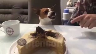 Не смей трогать торт