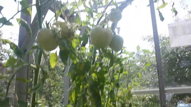 Сорт - "МИКАДО СИБЕРИКО".Томаты от Фёдора. смотреть онлайн