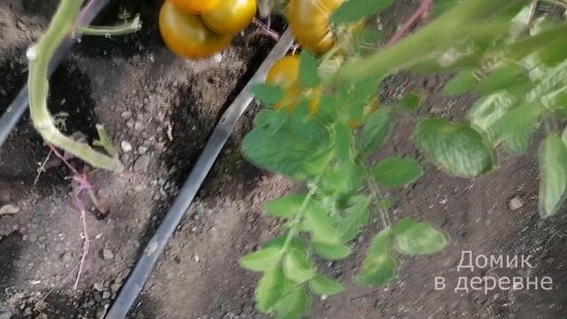 Большой обзор наших сортовых томатов и гибридов. Система подвязки не выдержала. смотреть онлайн