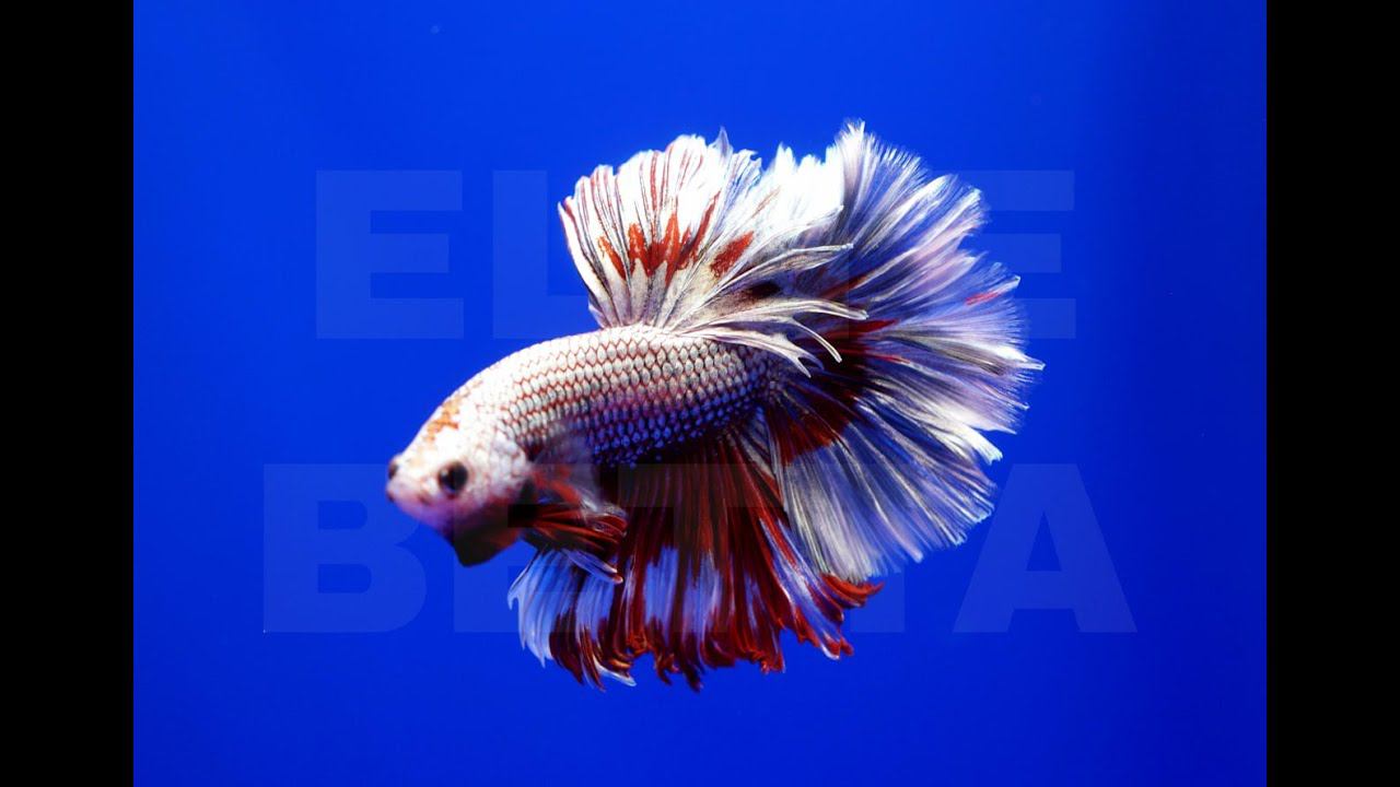 Рыбка петушок дракон самцы #bettafish #betta #aquariumfish #петушок #аквариумныерыбки #рыбка смотреть онлайн
