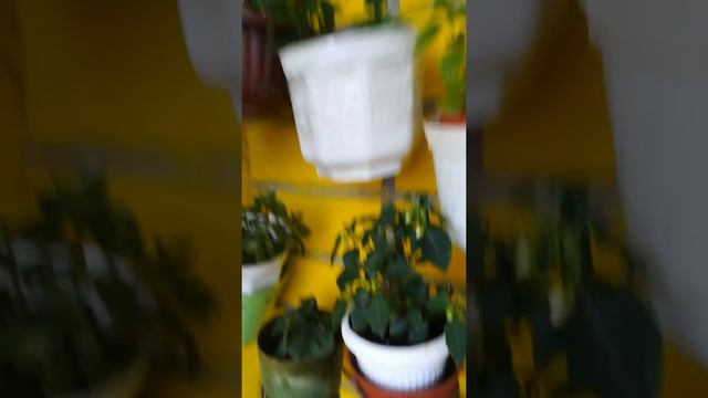Балконные цветы. 15 мая 2018.