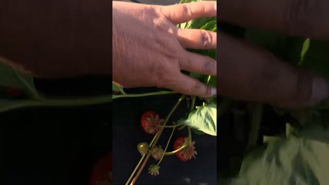 Клубника сорт Кисс Неллис смотреть онлайн