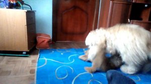 (Не детское видео) Моя собака сксом занимается с игрушкой собакой