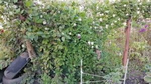 заморозки и кобея.